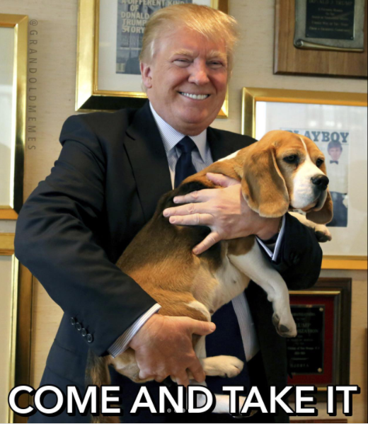 mejores memes beagle4